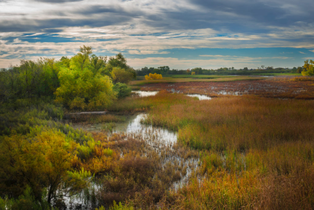 I-20 Wildlife Preserve - The I-20 Wildlife Preserve