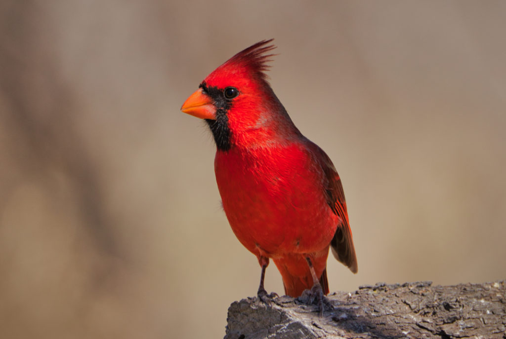 i-20-wildlife-preserve-the-i-20-wildlife-preserve